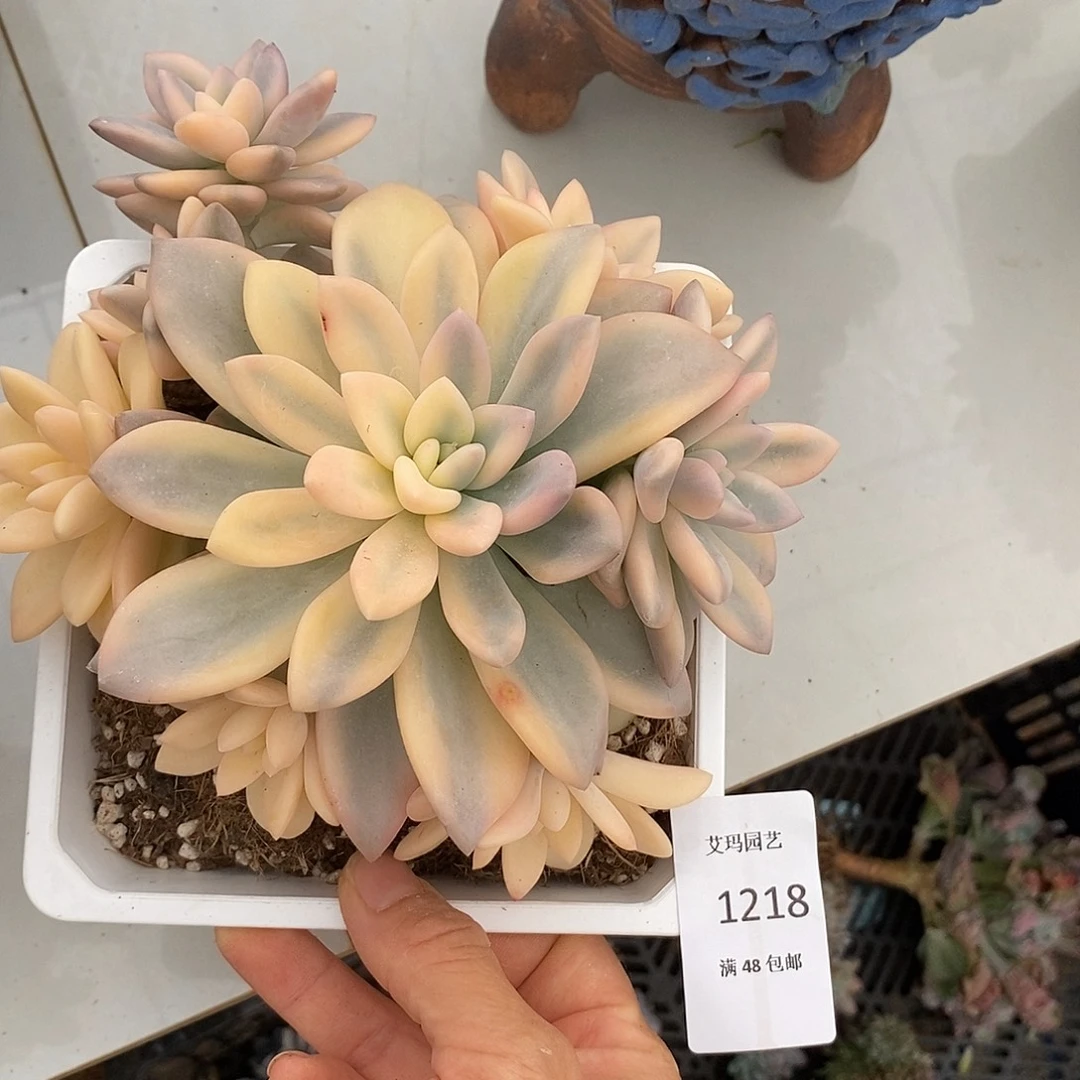 M***乐七彩奥普琳娜锦群生多肉多肉218