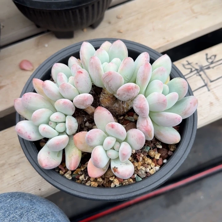 香水老桩多肉五十包邮