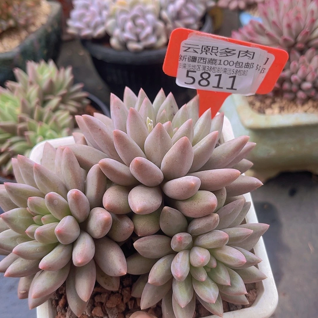 5811黄体红蜻蜓多肉植物