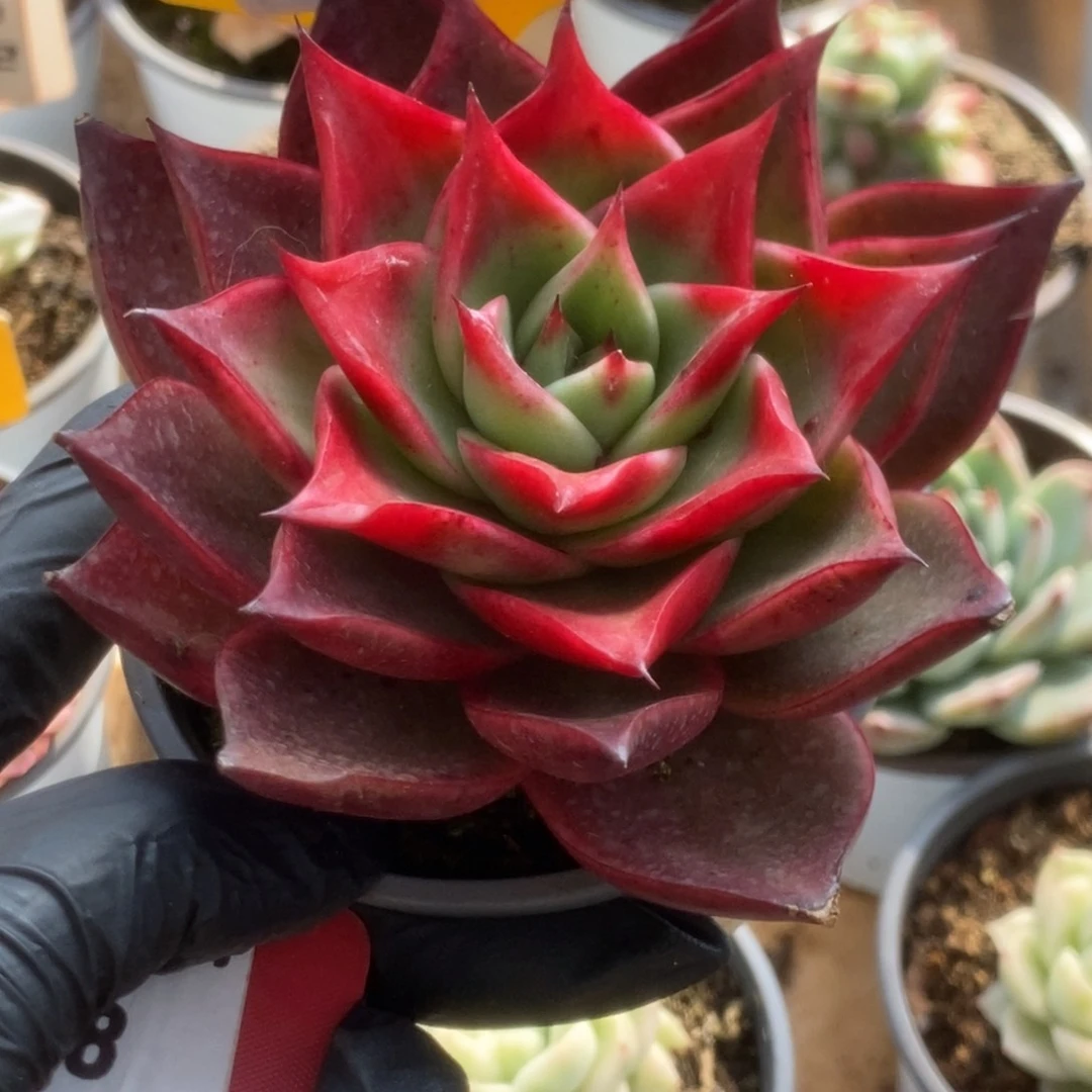 225斯特拉锦锦锦锦锦锦