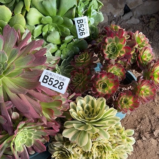 艾****姐多肉植物四个