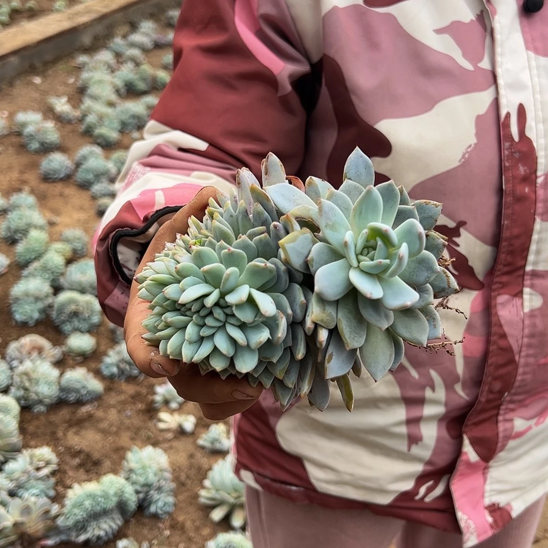 橙梦露缀化58