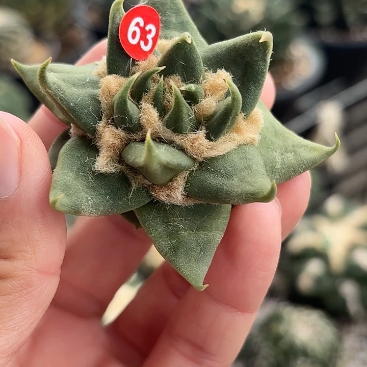 苗接落地仙人球63