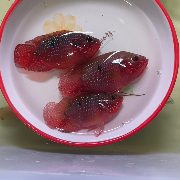 红宝石鱼红宝石2条备损1条