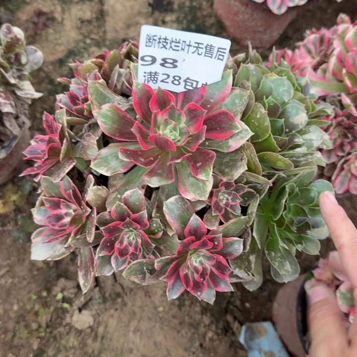 98二号棚浣纱多肉植物C
