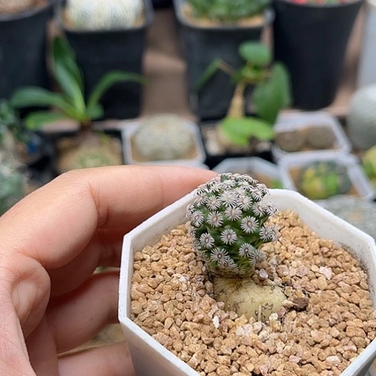 无花朵克氏丸实生螺旋体