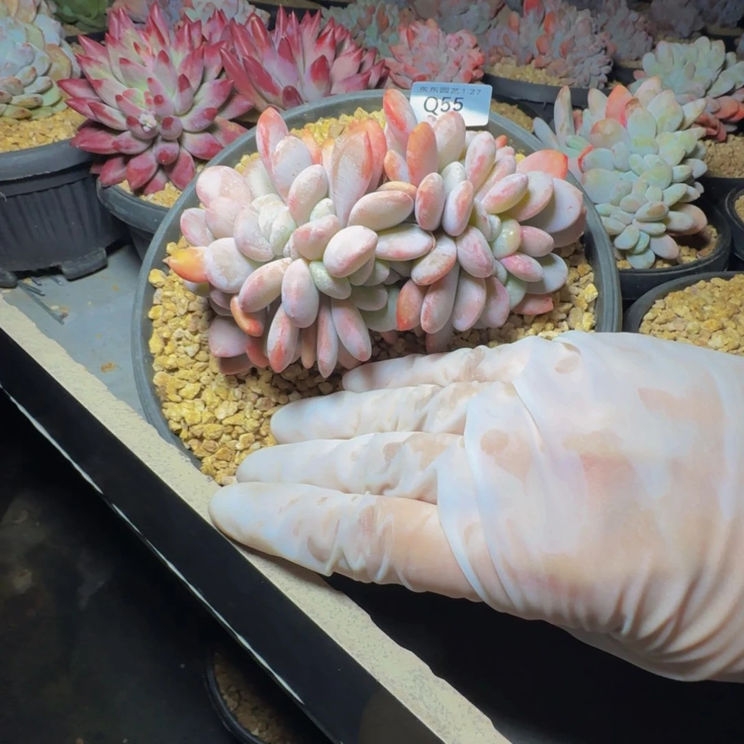 q q q q q q q q q 55