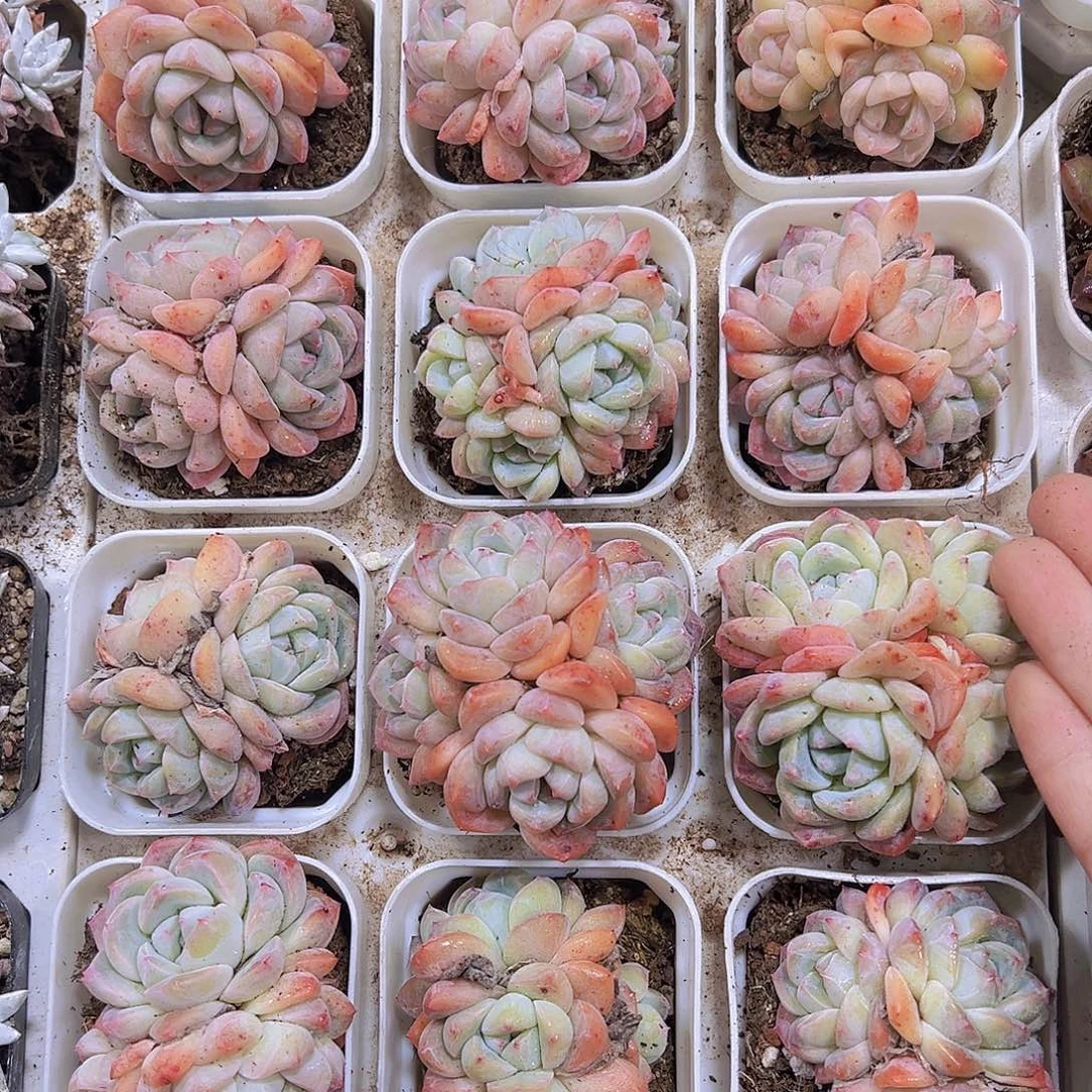 厚梦群19包邮多肉