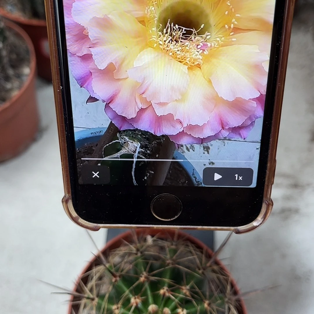 彩草大花6.5公分左右