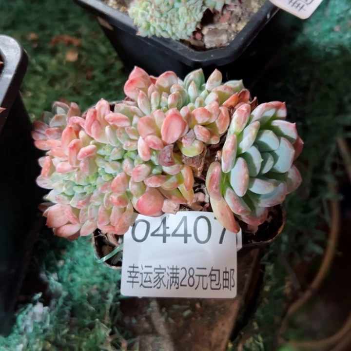 幸运儿是个很有才华