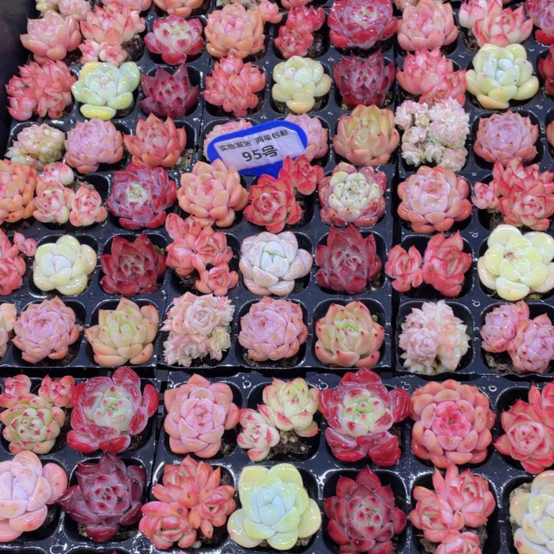 95号精品小可爱美肉九个