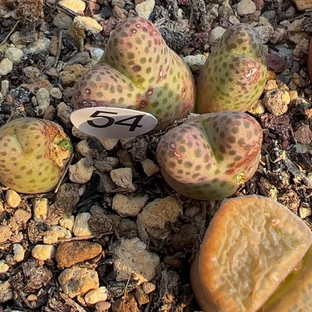 多肉植物1111111111111