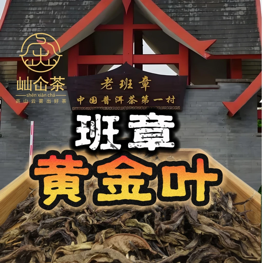 老班章生茶黄金叶2025头春老黄叶浓香甜无苦涩 耐泡琥珀金汤普洱