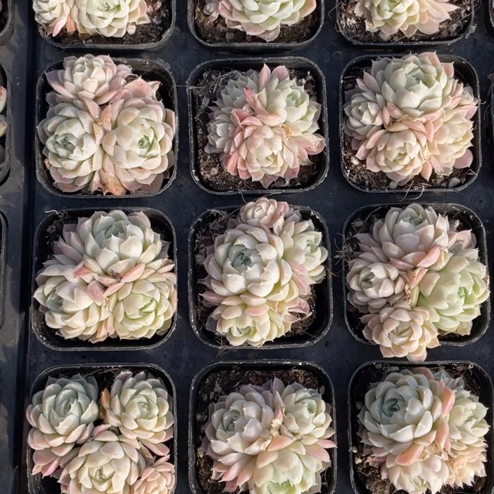 白月影群一颗冠幅5厘米20包邮新疆西藏不发