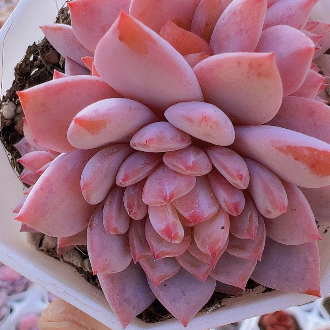 星星橙群19包邮多肉植物
