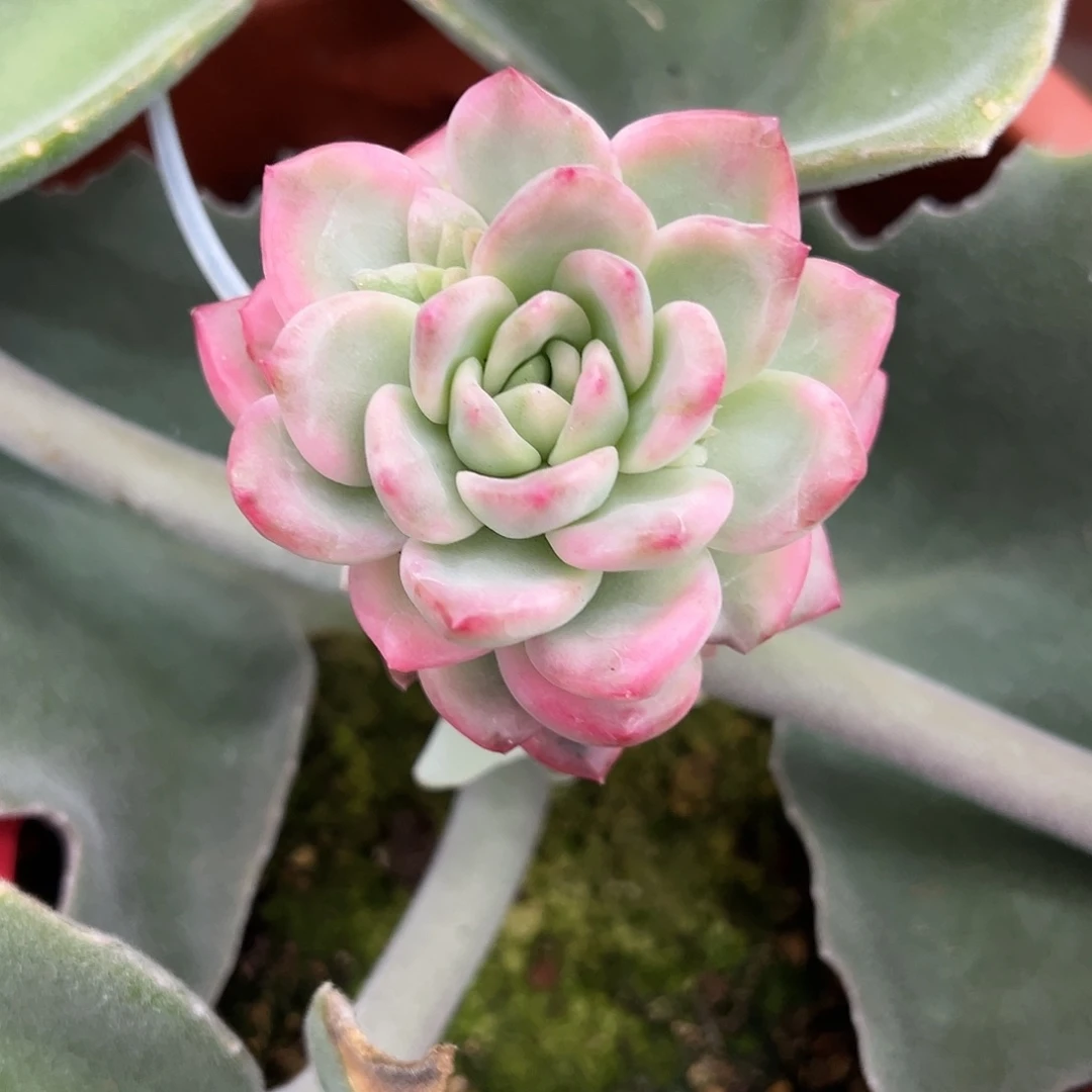 冰月亮锦嫁接多肉植物