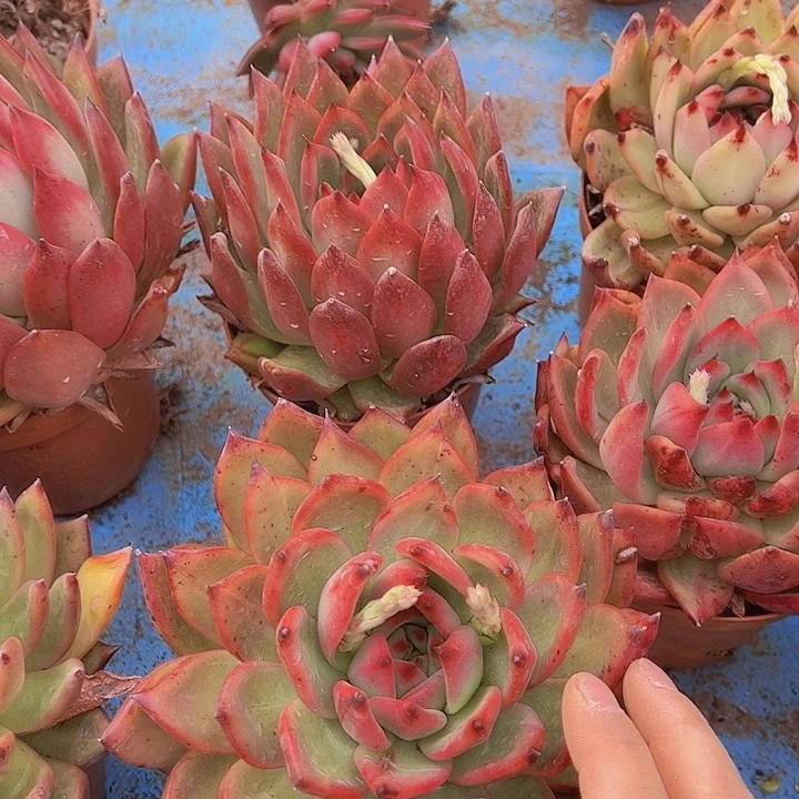 超级弗兰克杂交1盆