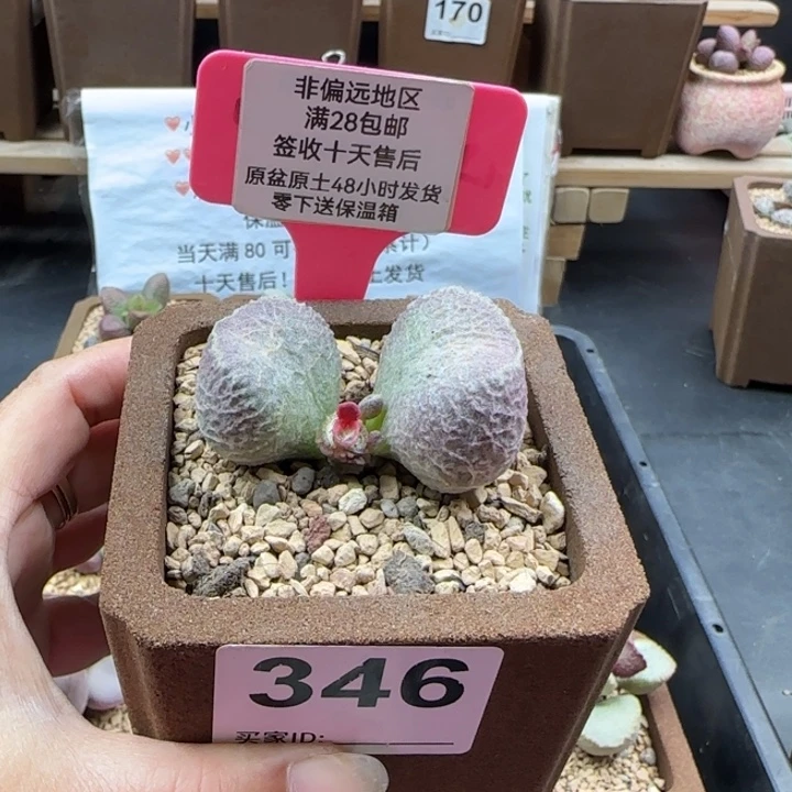346丸叶哈莫猪肝多肉植物