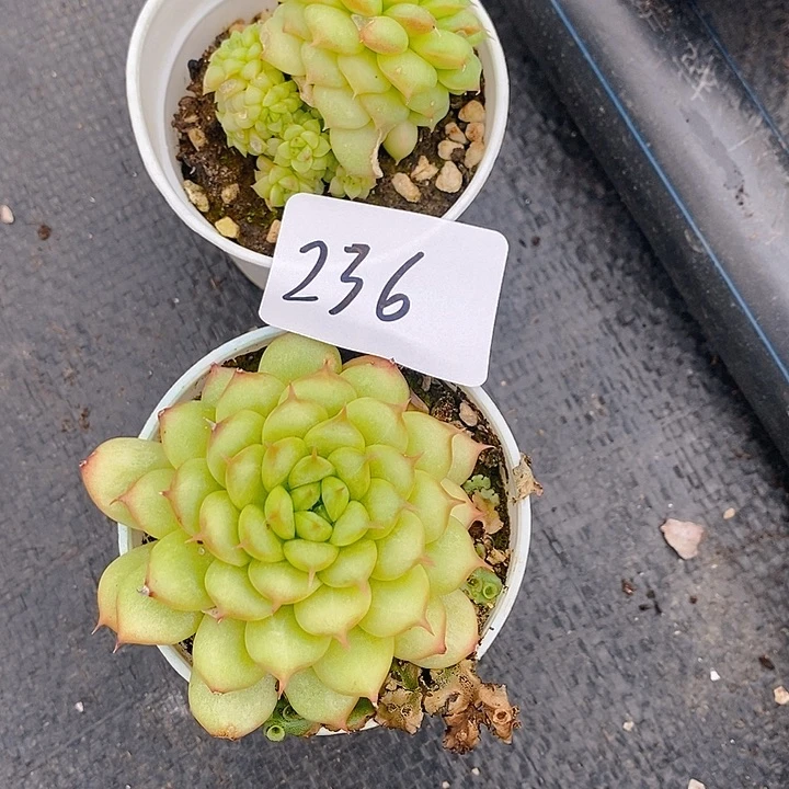 236 多肉植物盆栽花卉植物