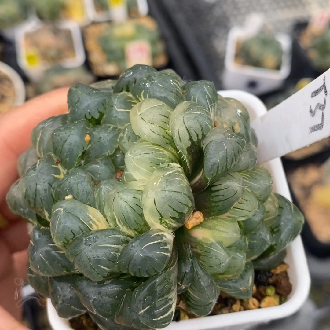 37实生玉露十二卷多肉植物