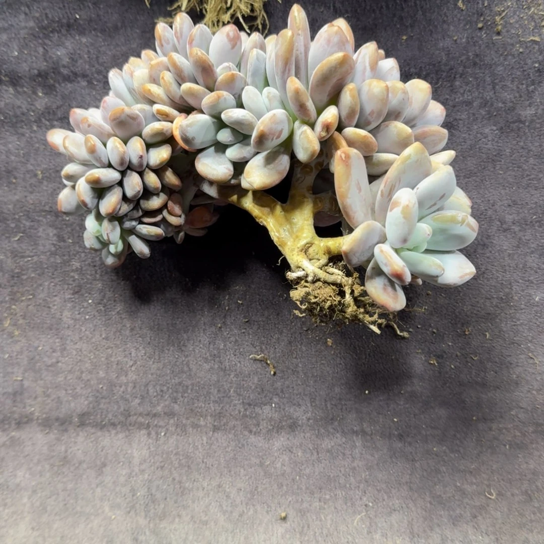 粉兔缀化一物一拍