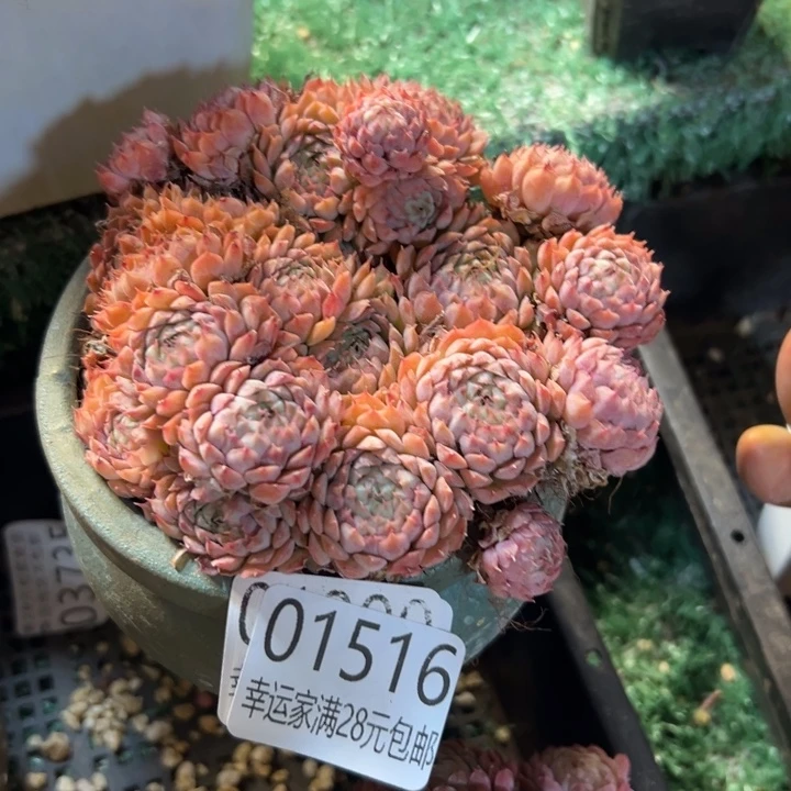 幸运儿是一位非常优秀且非常