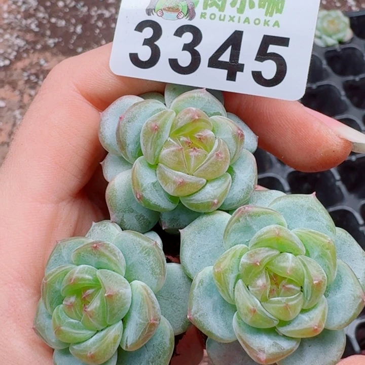 多肉植物多肉植物