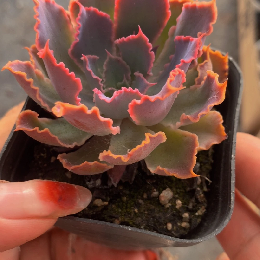 晚霞之舞  （满9.99包邮不满9.99发叶子）