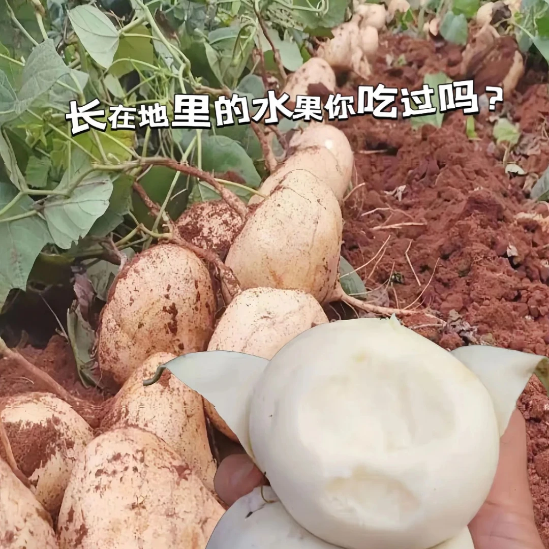 贵州新鲜地萝卜地瓜凉薯清甜多汁蔬菜水果沙葛特产