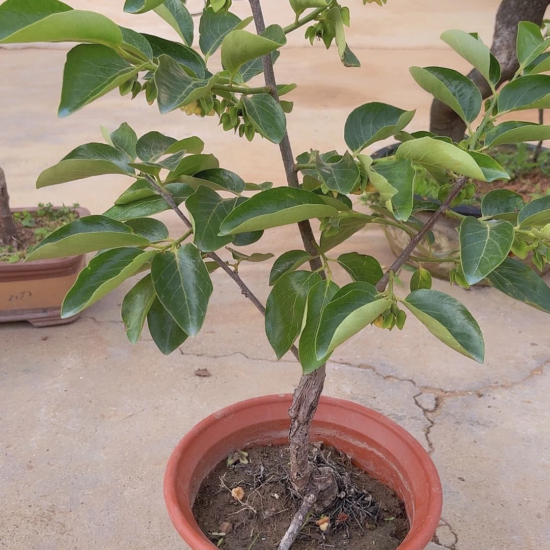 当前无花朵，栽培后可花朵