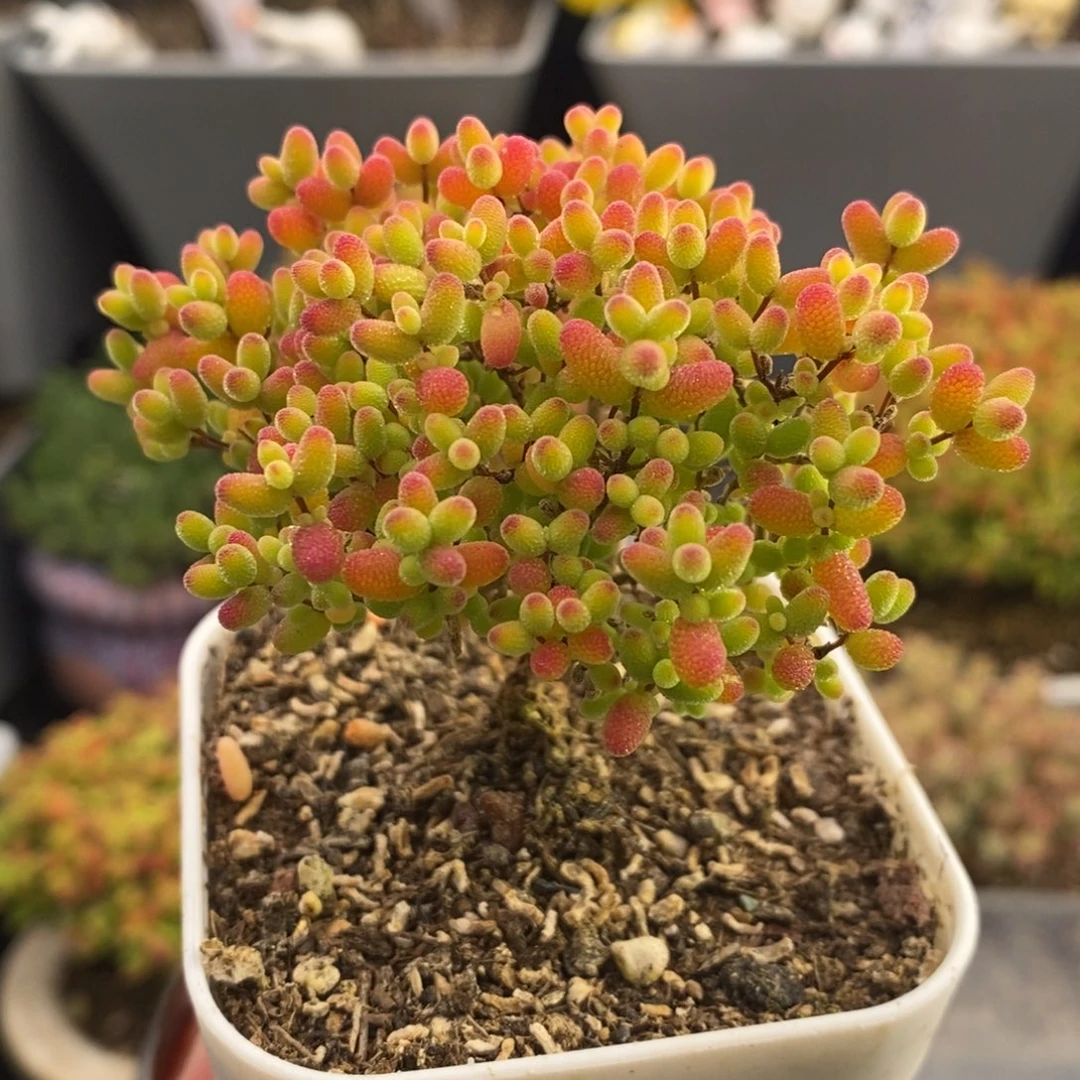 完全开放49号蜜橘糖球（6.5cm）福利