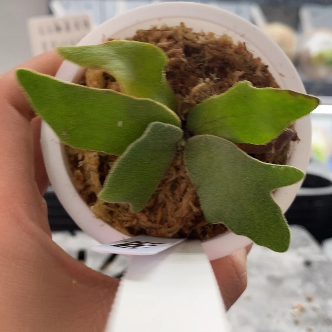 无花朵omg鹿角蕨666