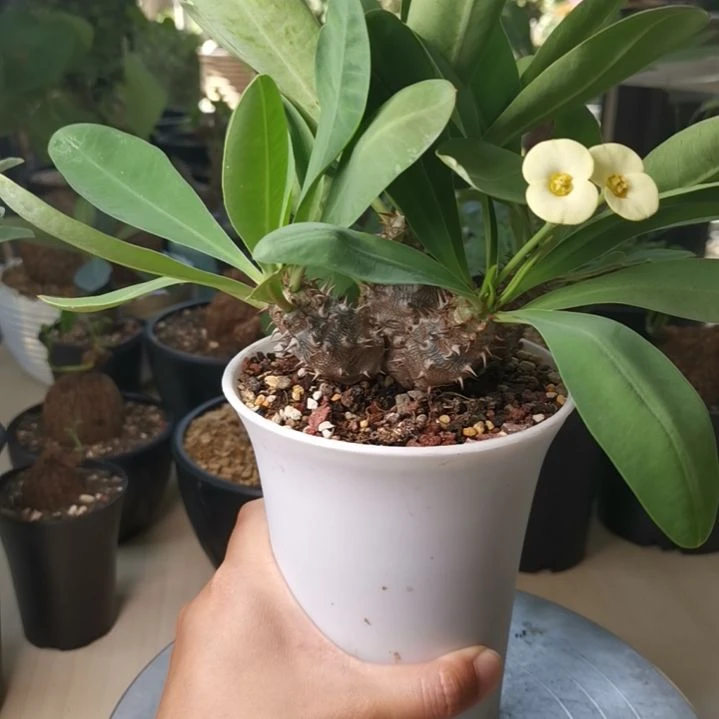 0919特价 美花念珠大戟