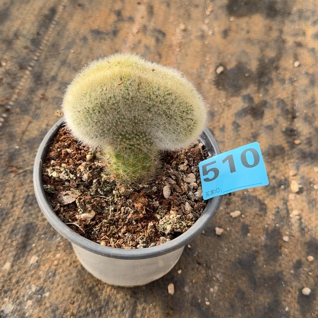 幸*510多肉九尾狐缀化发货