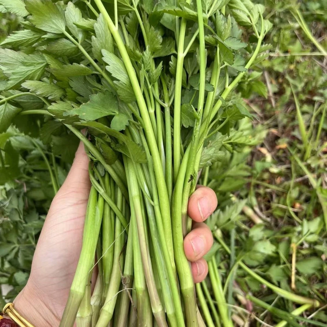 水芹菜下单多送半斤包馅凉拌炒肉
