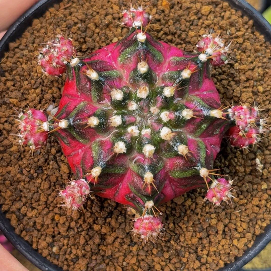 海神锦 肥圆 米哈仙人球