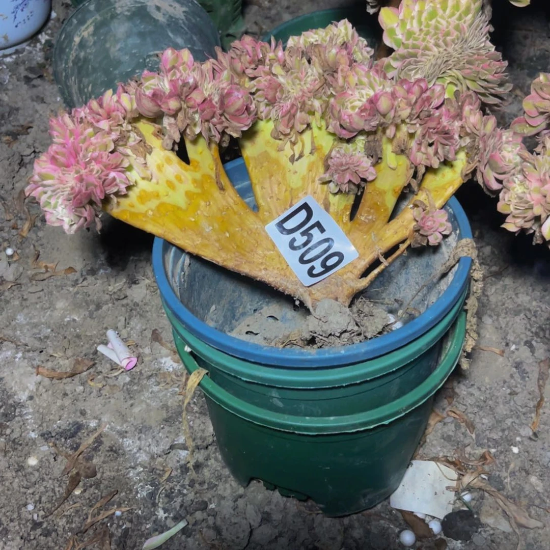 倾城法师16//8包邮