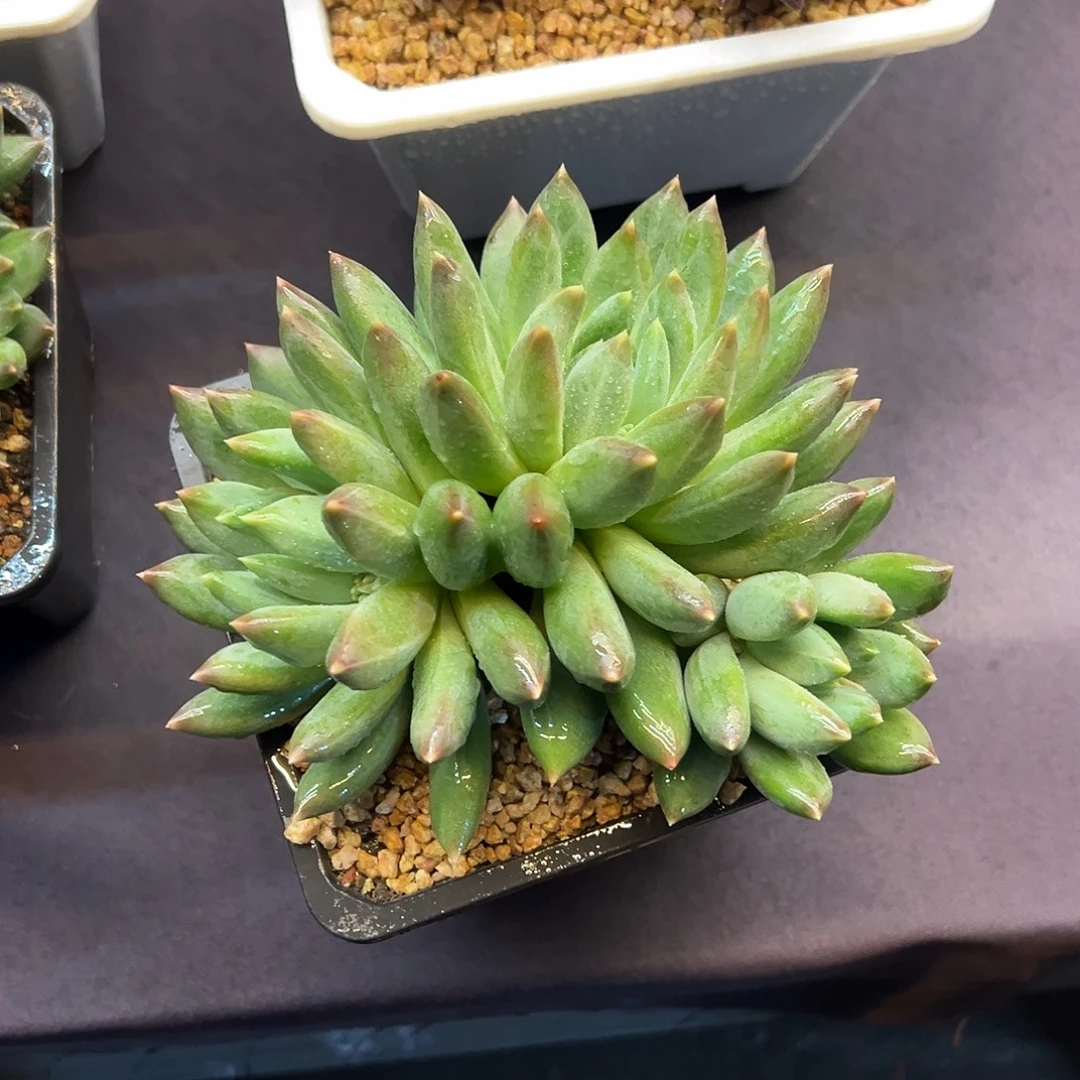 重楼大群多肉植物