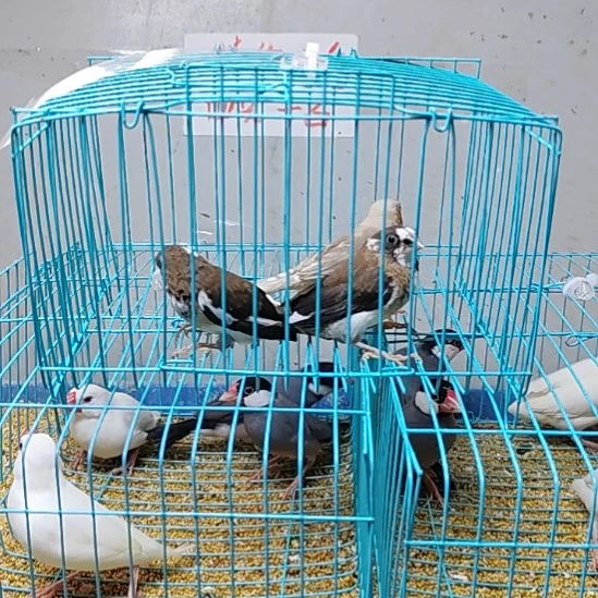 天***天文鸟珍珠鸟驼色公鸟加保姆鸟两只