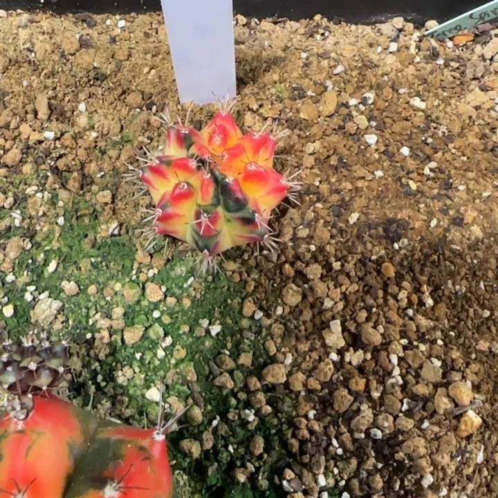 6-0119泰国发货多肉下播福利