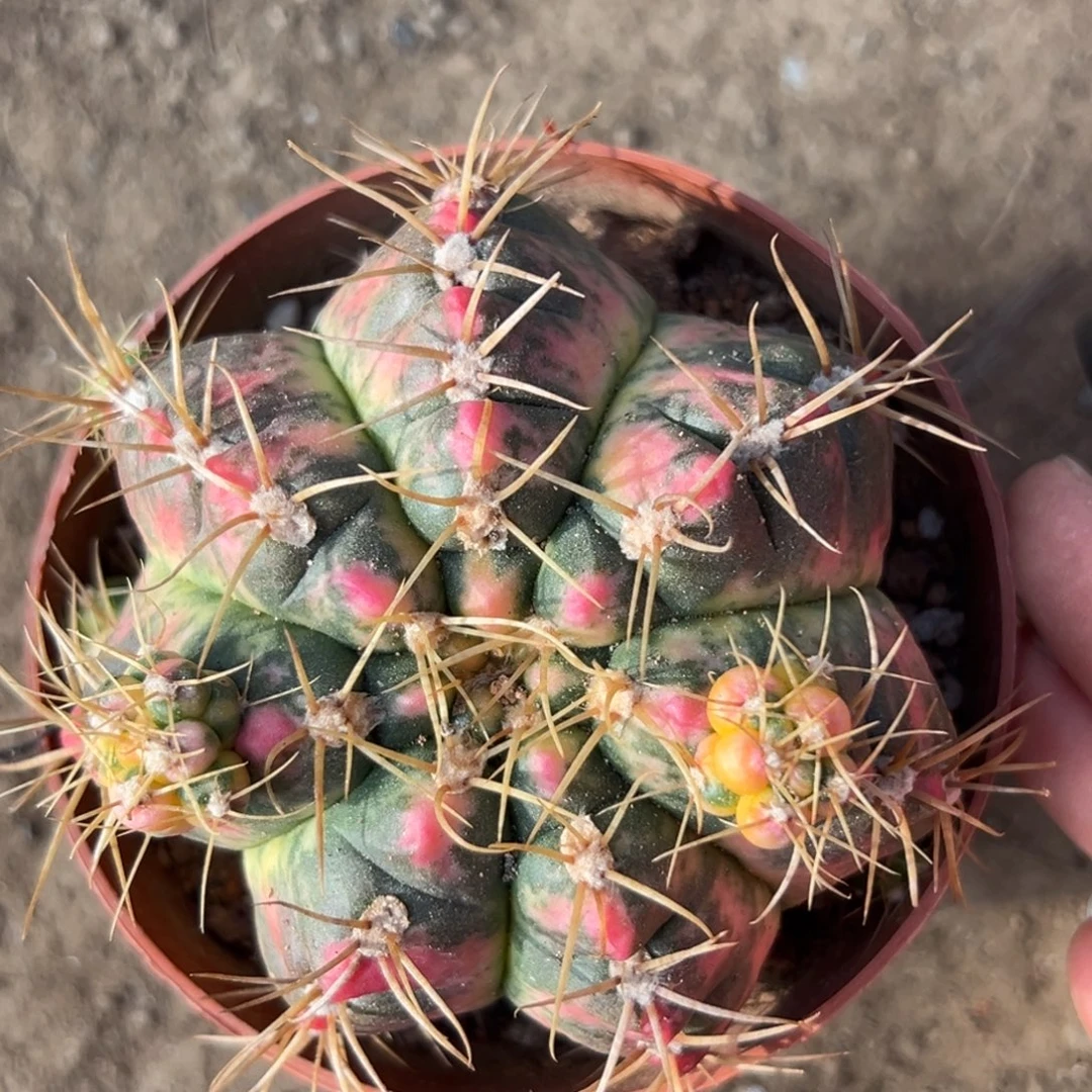 玲*** 零零落落 零零落落