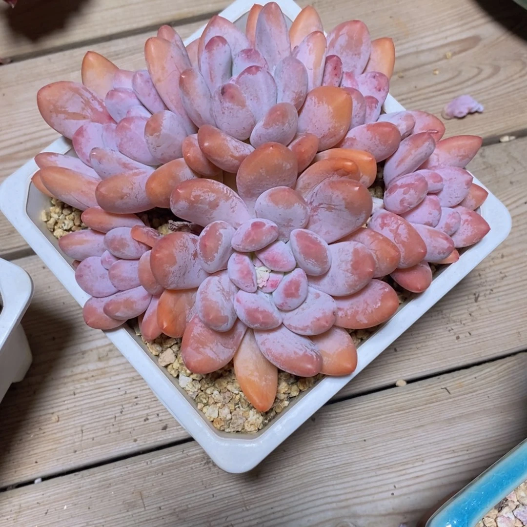 醉*风可问主播品种，下滑链接更多品种多肉选择