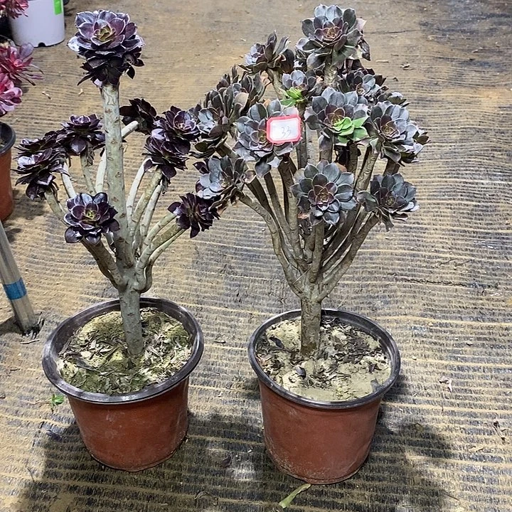 33，2棵135789900000000