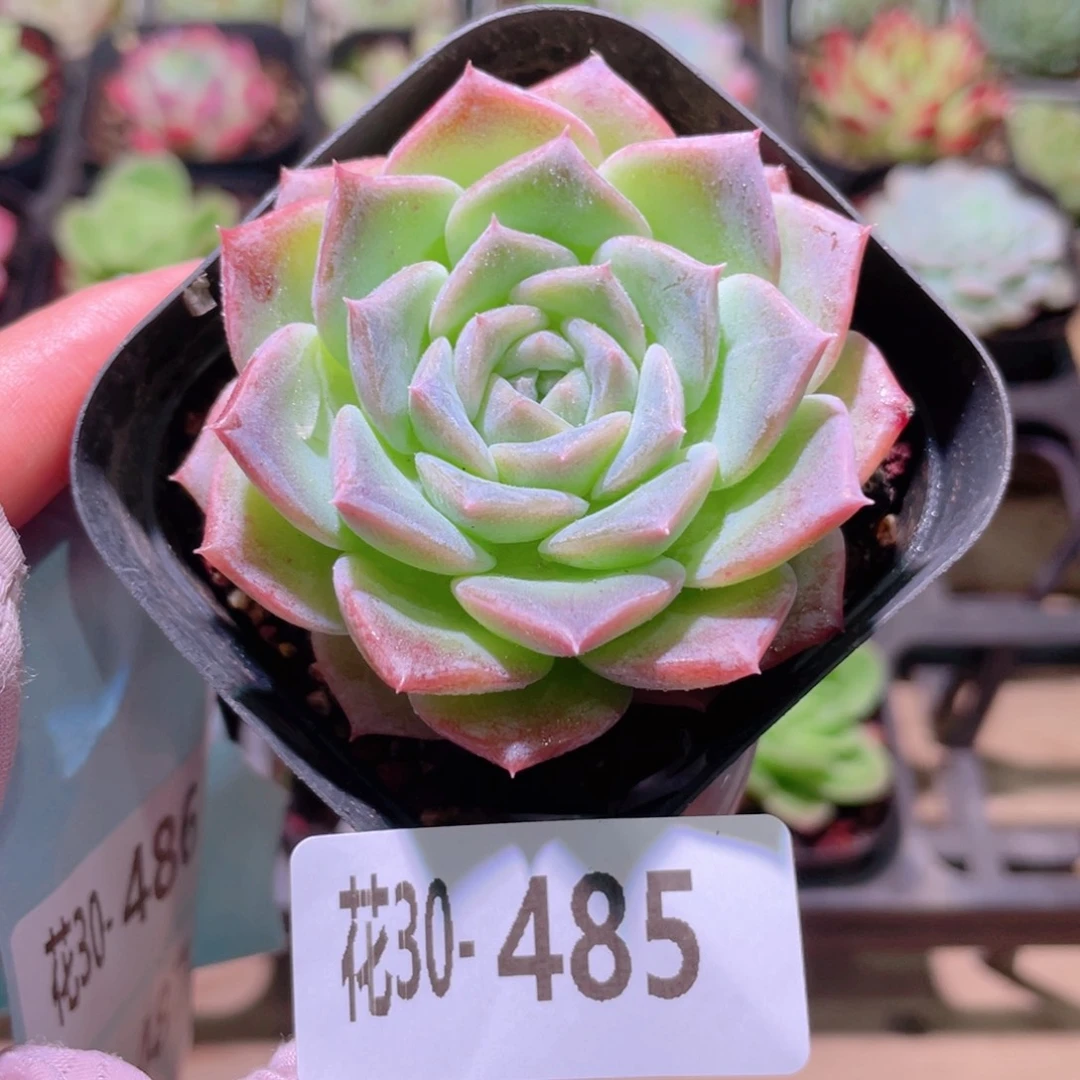 花利美30-485纯爱