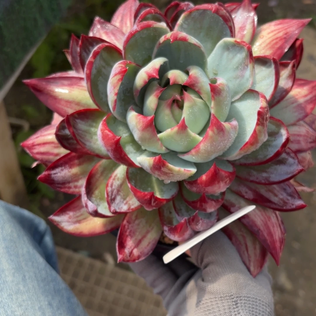 惊鸿仙子8888888888