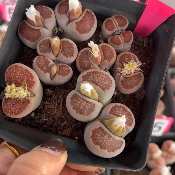 606号88888888888888