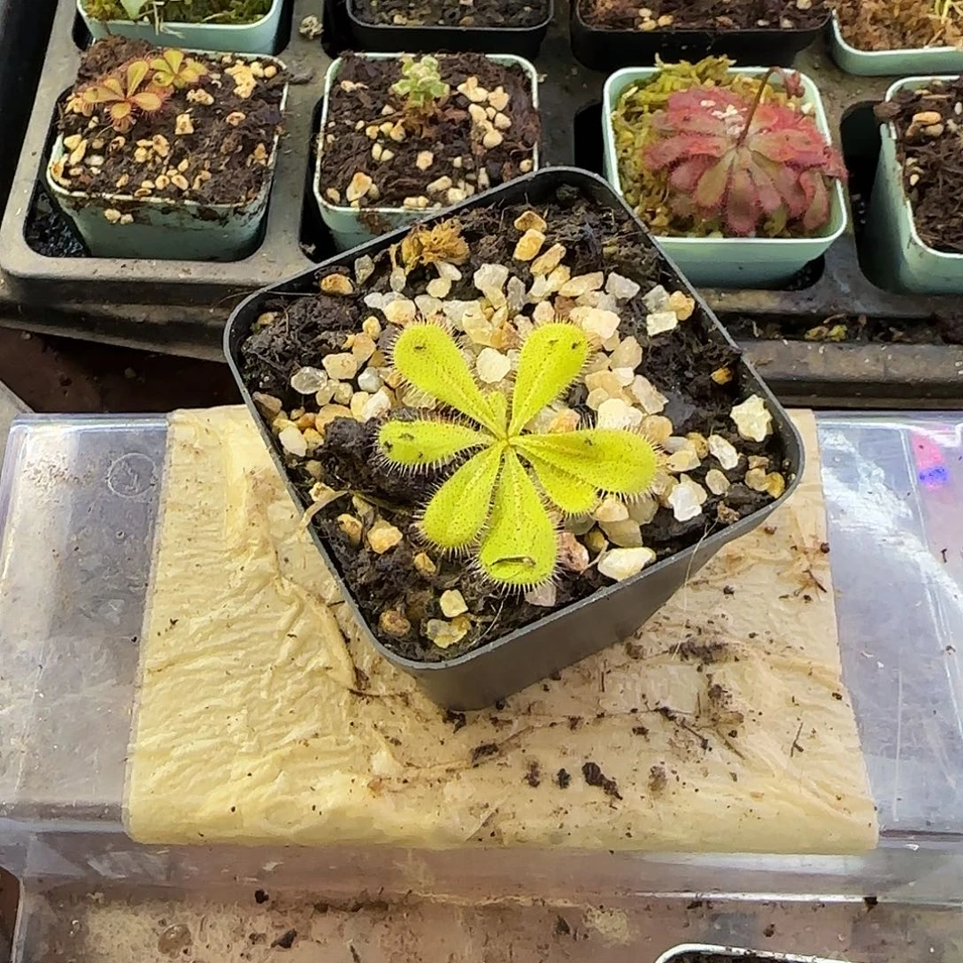 完全开放硕大球根茅