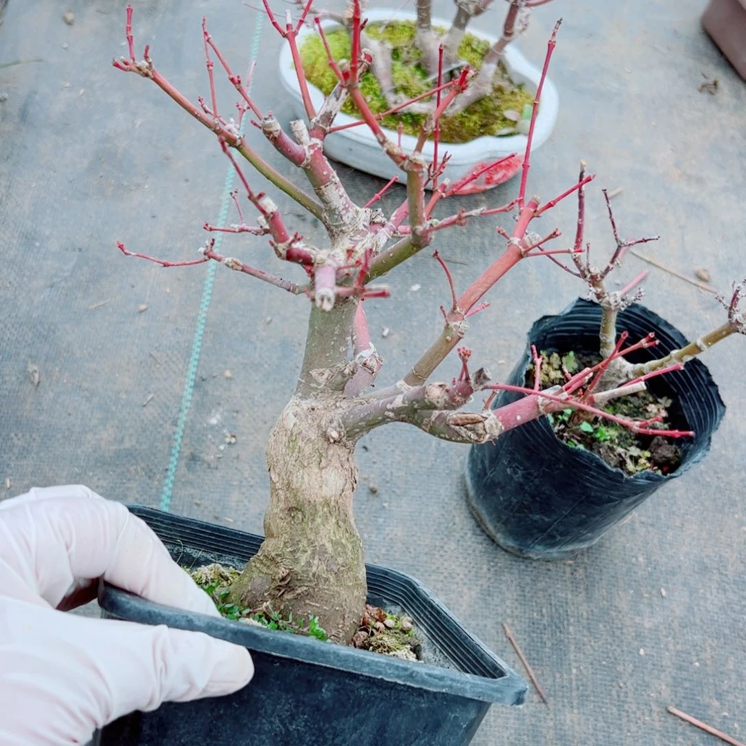 胡*枫树枫树枫树枫树