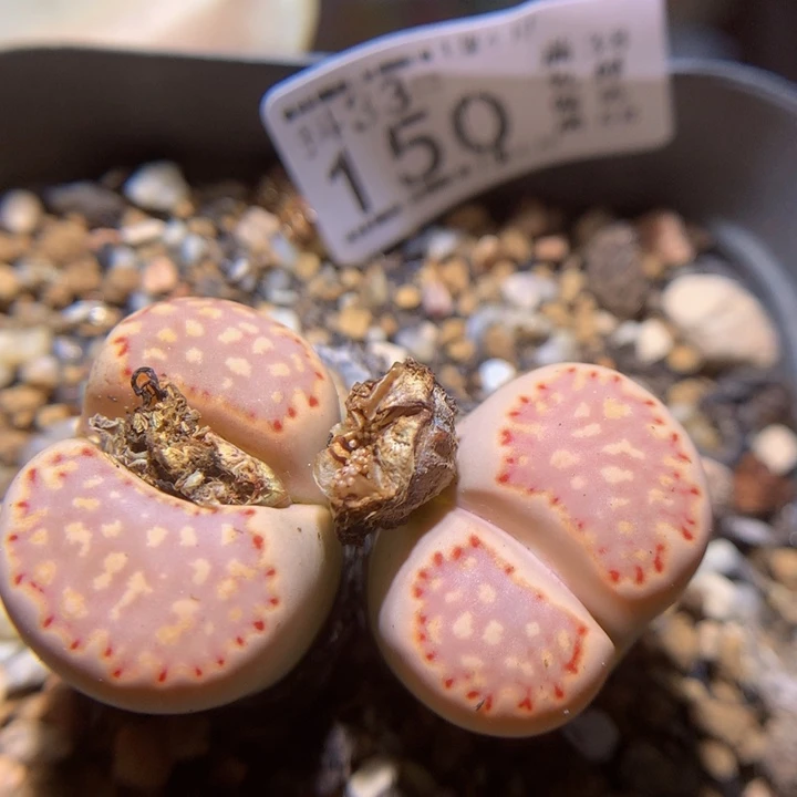 精品生石花33.150