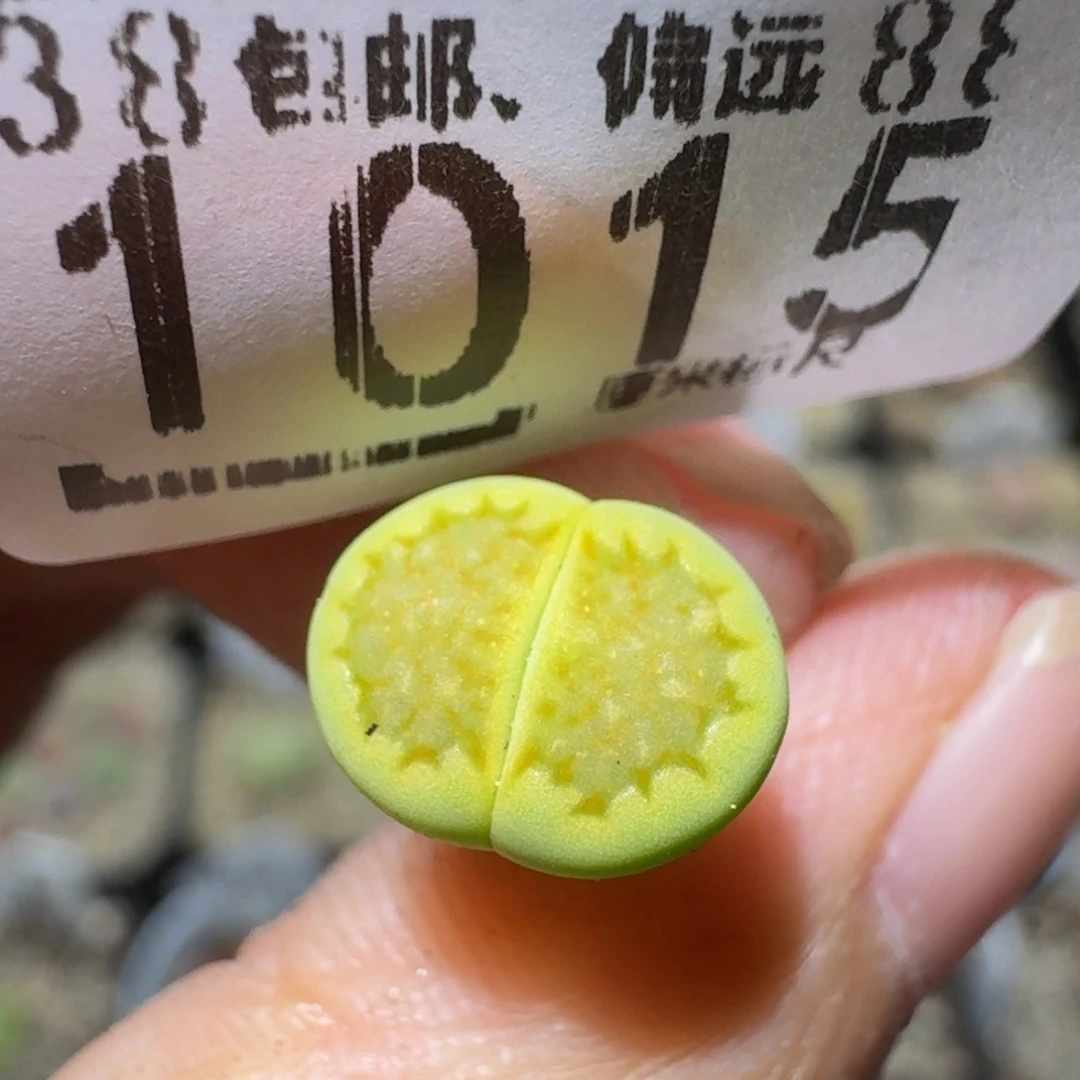 Ssss精品生石花1015